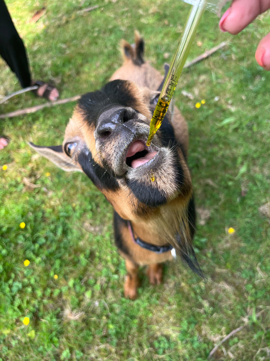 Natural Animal Tincture for Wellness & Immune Support