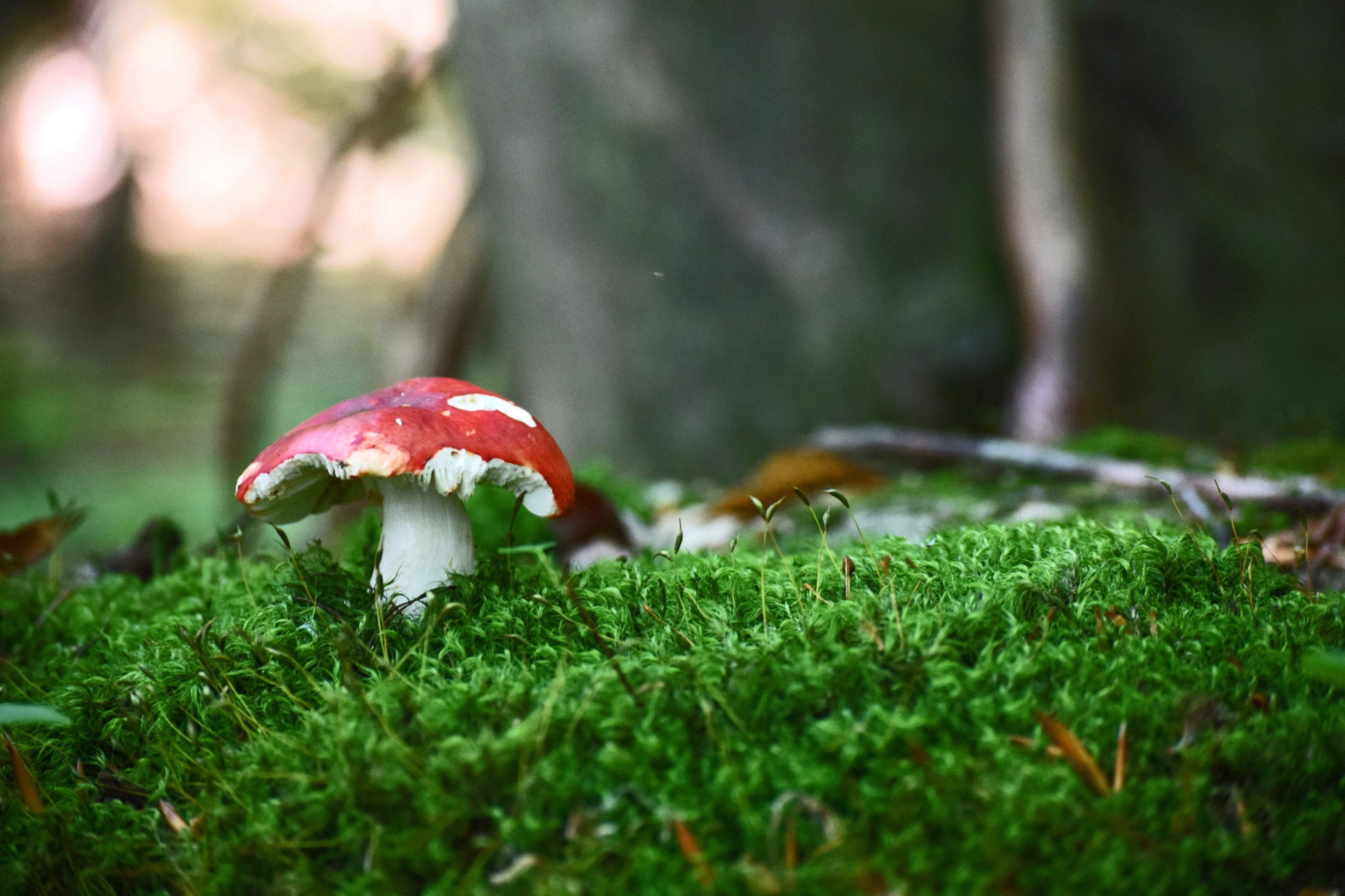 An Amanita Muscaria mushroom growing in dense forest grass. This image represents the natural and wholistic approach to wellness that Alchemy Health & Wellness in Bellevue strives for with our CBG, CBG, and CBN tinctures, oils, balms, cremes, capsules, and gummies, as well as our Shiitake, Chaga, Turkey Tail, Reishi, Cordyceps, and Lion's Mane mushroom blends - all THC-free.