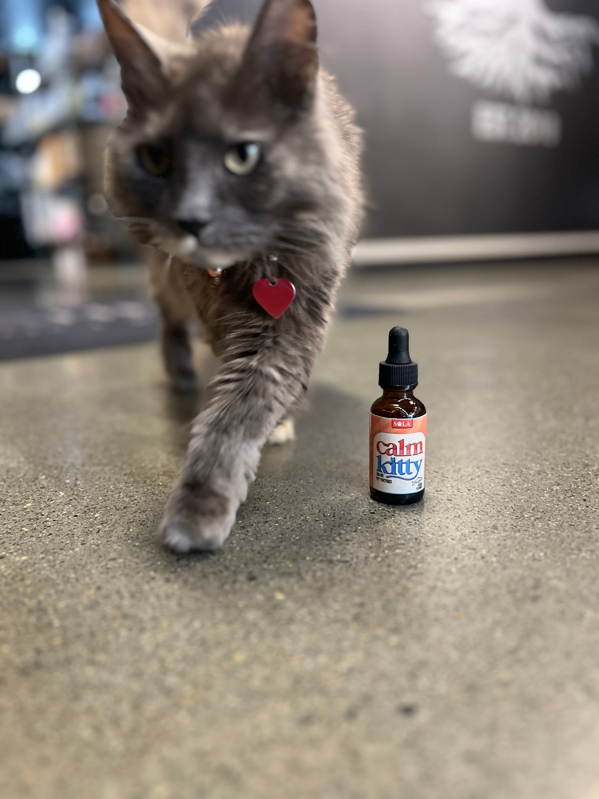 Cat Tincture for Relaxation, Comfort & Vitality